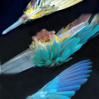 macaw-medicine-tri-ka-kathryn-june