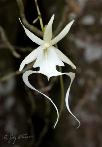 Ghost Orchid