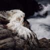 Dancing Wings - Fully Articulating Feather Wings - Image 5