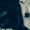 Two Wolves : Alpha & Omega - Original oil painting on canvas - 30 x 40 " - Image 3